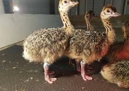 Ostrich Chicks